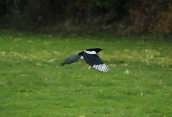 Magpie flying over the green grass in a park