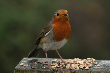 Closeup of adorable European robin standing on wooden surface with seeds