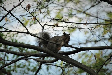 Low angle shot of adorable Eastern gray squirrel eating a nut leaning on tree branches
