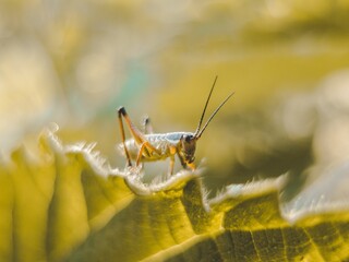 Closeup of a Grasshopper on green plant leaf