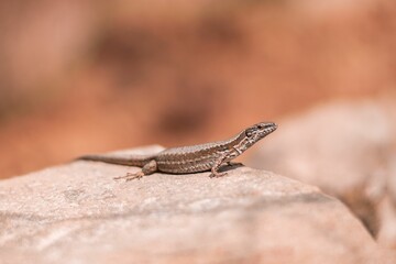 Selective focus of an Iberian wall lizard (Podarcis hispanica) on a stone
