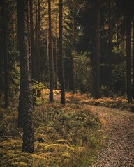 Narrow pathway in a dense forest with tall trees during the daytime © Nifty1/Wirestock Creators