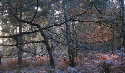 Trees at snowy Sutton park in Birmingham on a cold winter day