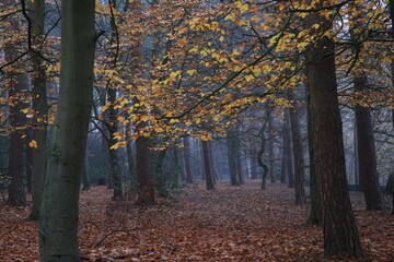 Scenic view of an autumn forest in Sutton park, Birmingham, UK