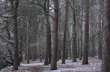 Daytime view of the snow covered Sutton park in Birmingham, United Kingdom during winter