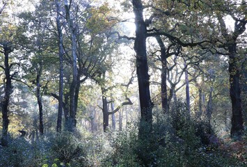 Scenic view of a moody dense green forest in Sutton park, Birmingham, UK