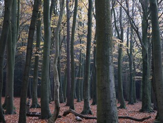 Beautiful English woodland landscape in Sutton park, Birmingham, UK