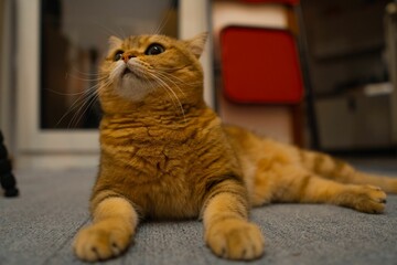 Closeup of an orange tabby cat lying on the floor of a house