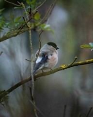 Vertical shot of a chickadee bird perched on a tree branch