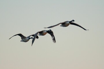 Low-angle shot of a flock of geese on midflight