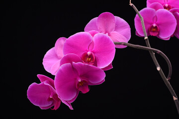 Pink Orchid on plain black background