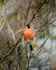 Vertical selective focus view of a Eurasian bullfinch bird perched on a tree