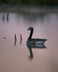 Vertical closeup of a goose swimming in a pond with its reflection in the water