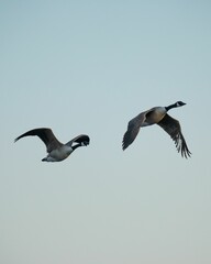 Obraz premium Low-angle shot of two geese flying with their wide-open wings against the blue sky