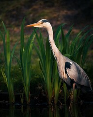 Vertical closeup shot of a Grey heron with a long neck and a yellow beak in a pond