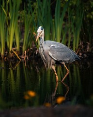 Vertical closeup shot of a Grey heron standing in a pond against the green grass