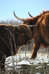 Tuinposter  Highland cow portrait  © Myrtherm/Wirestock Creators