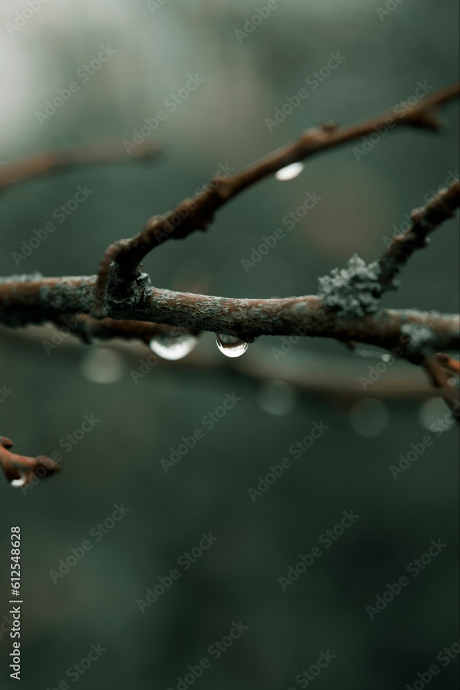 Wall mural Vertical shot of a branch with water droplets