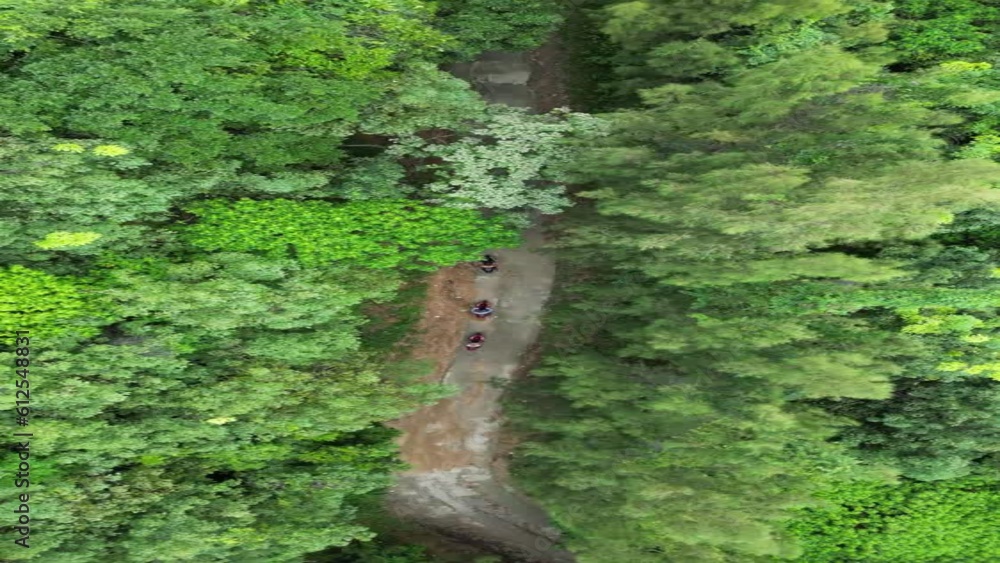 Poster view of long narrow path passing through charming green trees with dense foliage