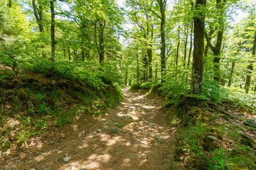 Foret de ballon d'alsace