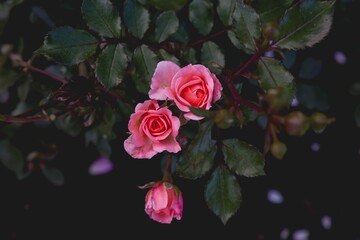 Obraz premium Shrub with beautiful pink roses