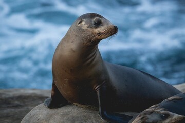 Obraz premium Closeup of California sea lion resting on the rock