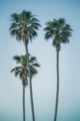 Fototapeta na wymiar Vertical shot of palm trees growing against a blue sky