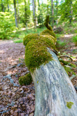 Foret de ballon d'alsace