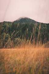 Vertical shot of an empty field with a forested mountain in the background