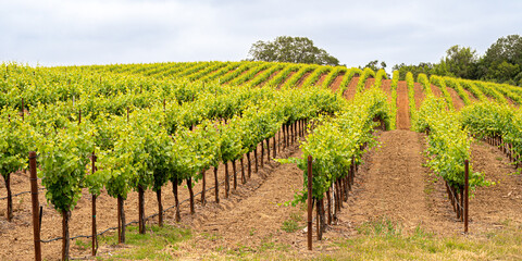 Fototapeta na wymiar Panorama of a Vineyard with Oak Tree., Sonoma County, California, USA