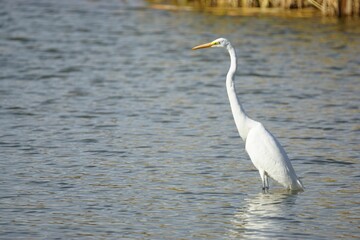 Eastern great egret (Ardea alba modesta) in the river