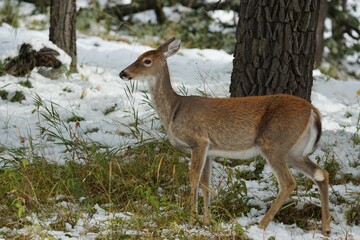 Naklejka na ściany i meble White tailed deer in the snow