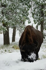 Vertical shot of a bison in snow