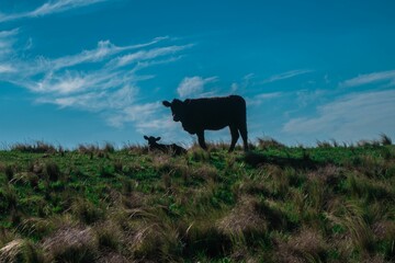 Cow grazing in a beautiful mountainous landscape in Argentina