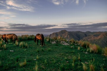 Group of horses grazing in a beautiful mountainous landscape in Argentina