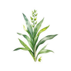 Fototapeta premium Cute botanical watercolor plant. Illustration AI Generative.