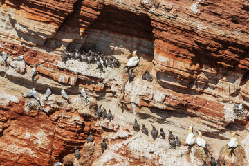 Brütende Seevögel in den Klippen aus Buntsandstein am Lummenfelsen auf Helgoland, Deutschland,...