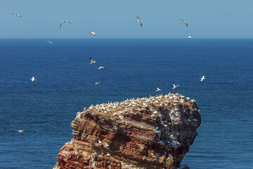 Spitze der berühmten Felsformation Lange Anna auf Helgoland in der Nordsee mit nistenden Basstölpeln (Morus bassanus, Northern Gannet).und anderen Seevögeln und etlichen Basstölpeln in der Luft.