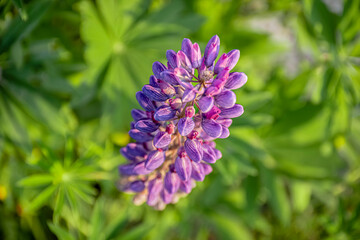 Lupine