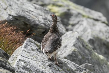 Gray Perdix perching on rock