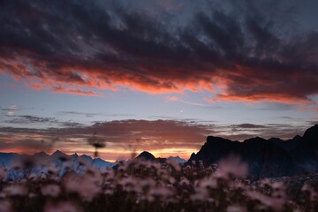 Closeup of blooming flowers in background of mountains during sunset