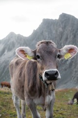 Fototapeta na wymiar Cow standing on grassland in background of mountains