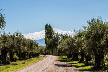 Mendoza - Argentina - Cordilheira dos Andes e vinhedos
