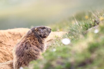 Naklejka na ściany i meble Close-up shot of a woodchuck (Marmota monax) looking aside