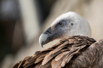 Selective focus shot of Eurasian griffon vulture (Gyps fulvus)