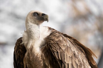 Selective focus shot of Eurasian griffon vulture (Gyps fulvus)