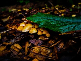 Closeup shot of a wet green leaf and fungi on a forest floor