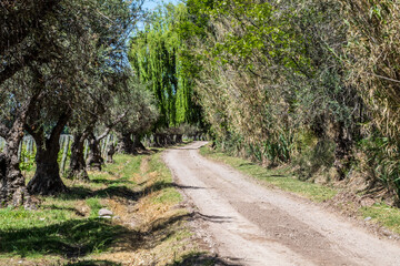 Mendoza - Argentina - Cordilheira dos Andes e vinhedos