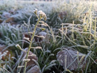 Selective focus of a flower in a park covered in frost on a sunny winter day