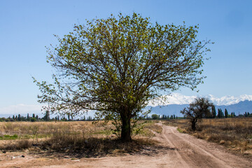 Mendoza - Argentina - Cordilheira dos Andes e vinhedos